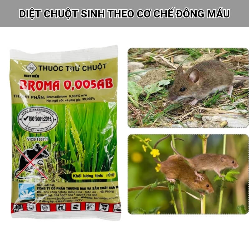 diệt chuột theo cơ chế đông máu