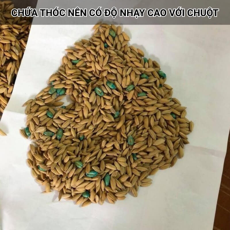 chứa thành phần thóc nên có độ nhạy cao với chuột