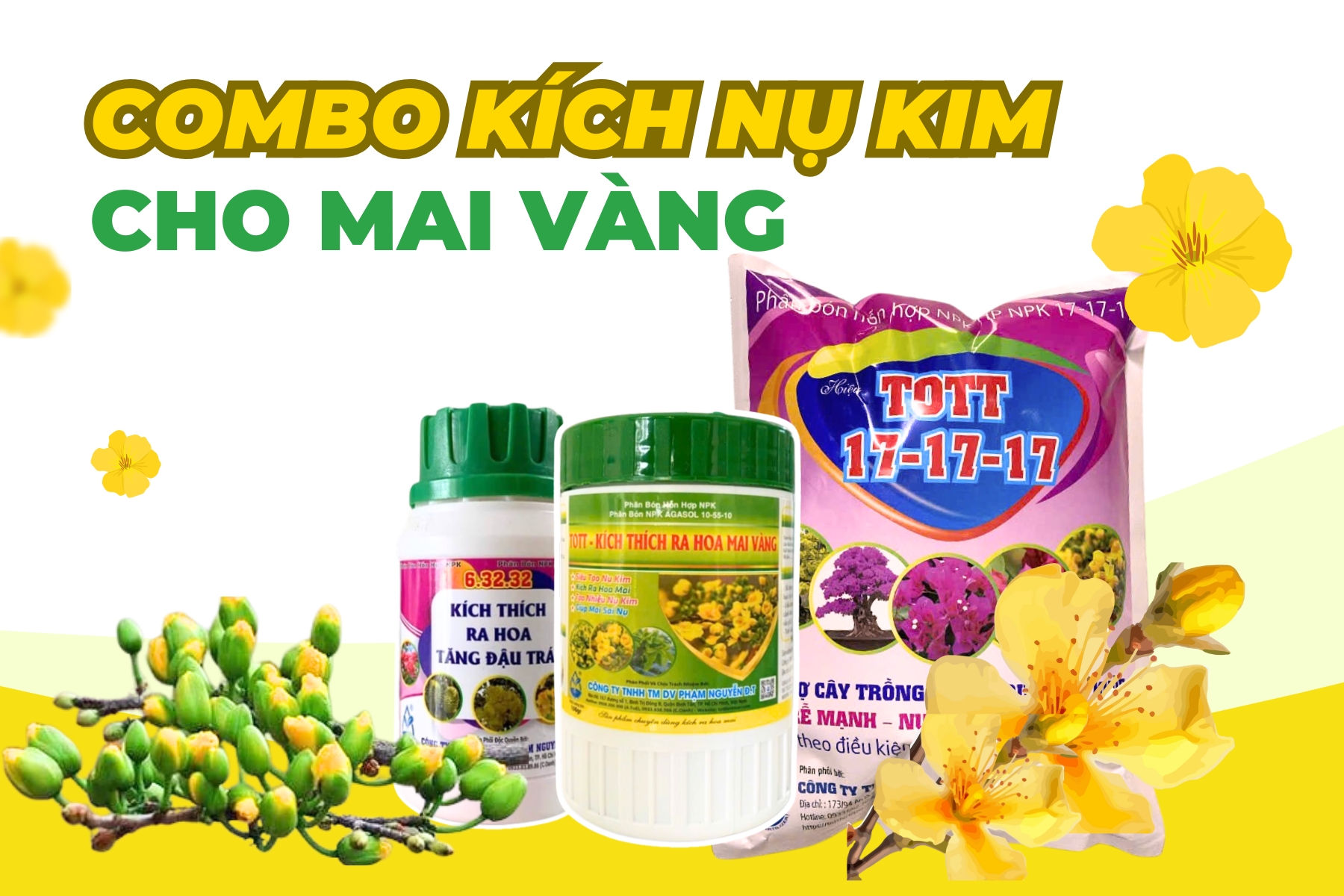 Combo kích nụ kim mai vàng