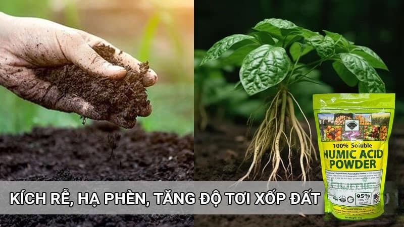 Humic mỹ cải tạo đất trồng, tăng độ tơi xốp đất