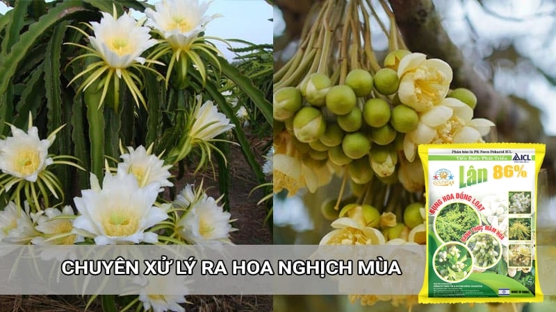 Lân 86 chuyên xử lý ra hoa trái mùa
