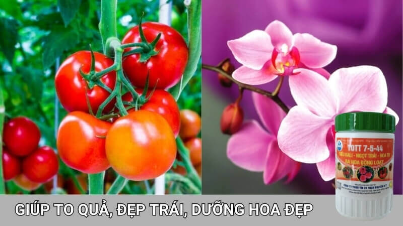 Phân bón siêu kali giúp to quả, đẹp quả, dưỡng hoa đẹp