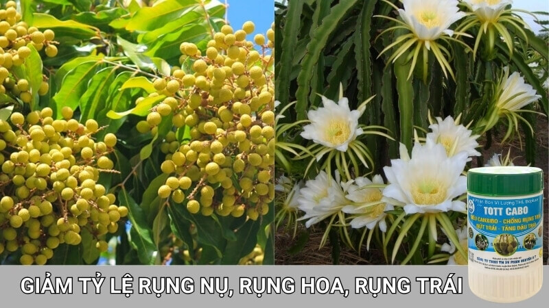 Giúp phát triển cành hoa tốt, giảm rụng nụ, rụng hoa