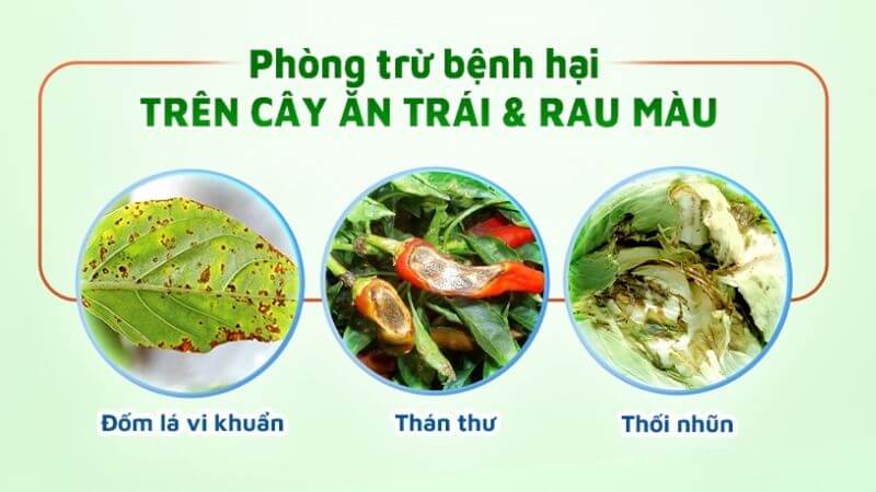 Agrilfe 100sl là thuốc trừ nấm phổ rộng