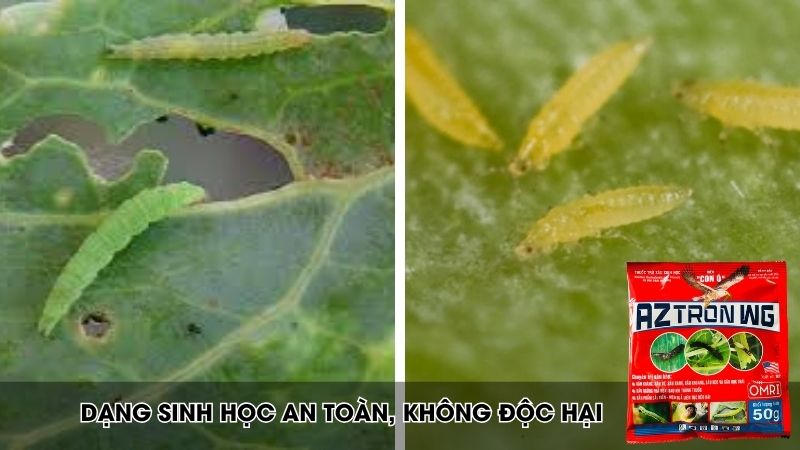 Az tron đặc trị được rất nhiều loại sâu hại, kể cả sâu kháng thuốc