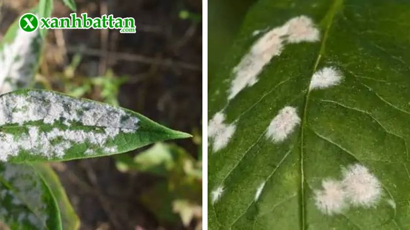 Hướng dẫn cách sử dụng, bảo quản Aliette 800WG đặc trị nấm bệnh cây trồng