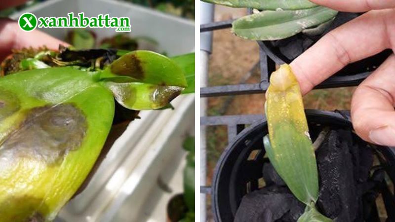 Hướng dẫn cách sử dụng, bảo quản Anti Fubact - Đặc trị vi khuẩn, nấm bệnh gây thối nhún