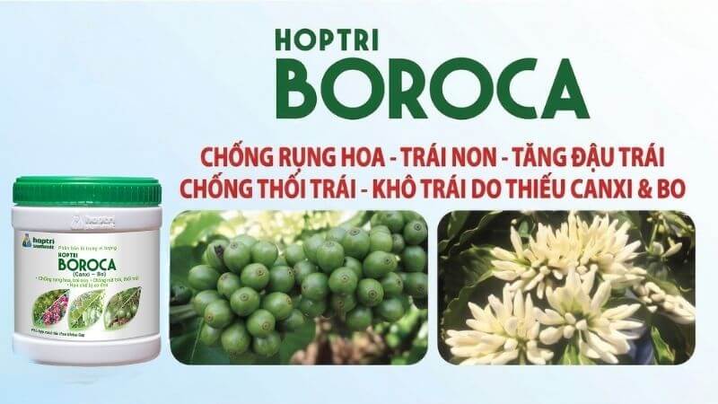 Boraca chống rụng hoa, trái non, tăng đậu trái
