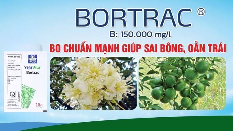 Botrac Hợp Trí giúp thụ phấn tốt, chống rụng hoa, rụng quả