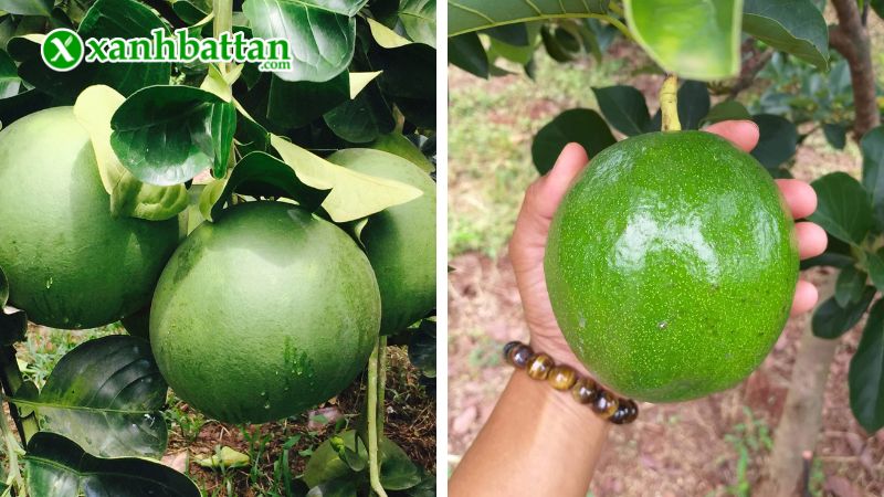 Hướng dẫn cách sử dụng, bảo quản phân bón BOTRAC HỢP TRÍ