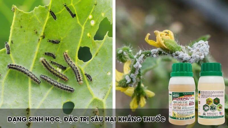 Biorepel đặc trị sâu hại, côn trùng rầy rệp an toàn sinh học