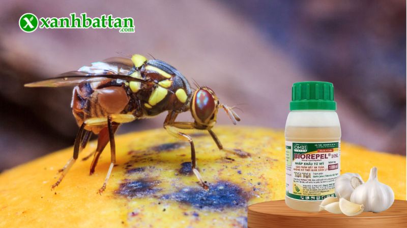 Thuốc trừ sâu sinh học chiết xuất dịch tỏi Biorepel 10SL là gì?