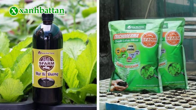 Bộ đôi mật rỉ đường và men vi sinh Trichoderma là gì?