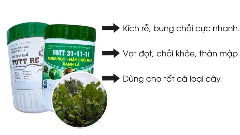 Bộ đôi kích rễ bung đọt