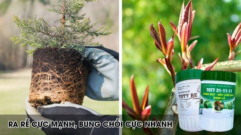 kích thích ra rễ cực mạnh, bung chồi, vọt đọt
