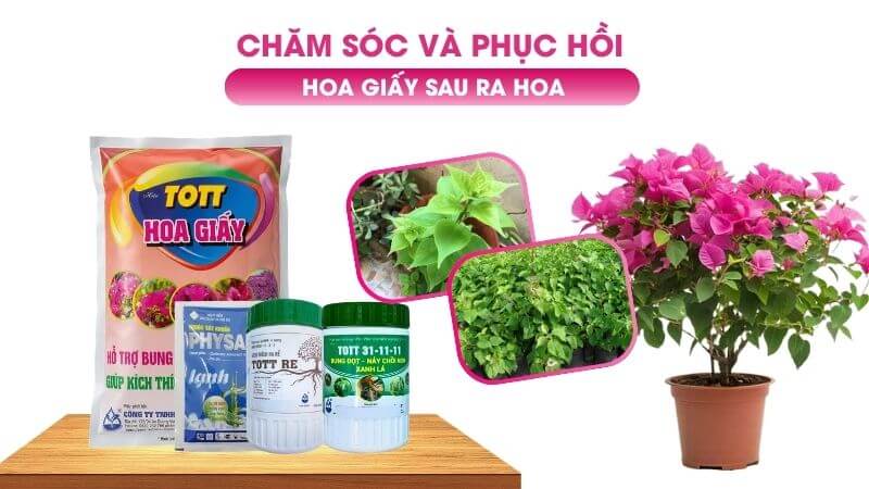 Bộ phân bón chăm sóc và phục hồi hoa giấy sau ra hoa