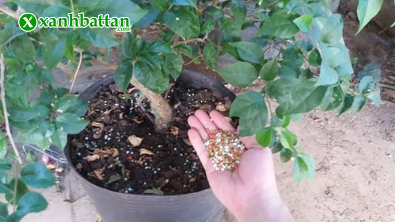 Hướng dẫn cách sử dụng, bảo quản phân bón cho hoa Giấy