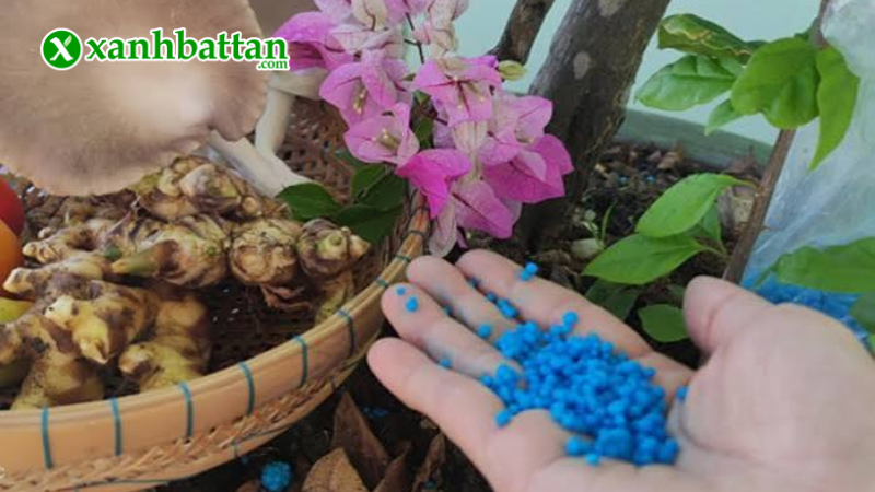 Hướng dẫn cách sử dụng, bảo quản phân bón hoa Giấy