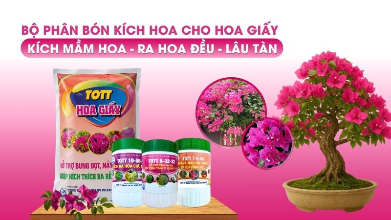 Combo phân bón chuyên kích ra hoa giấy