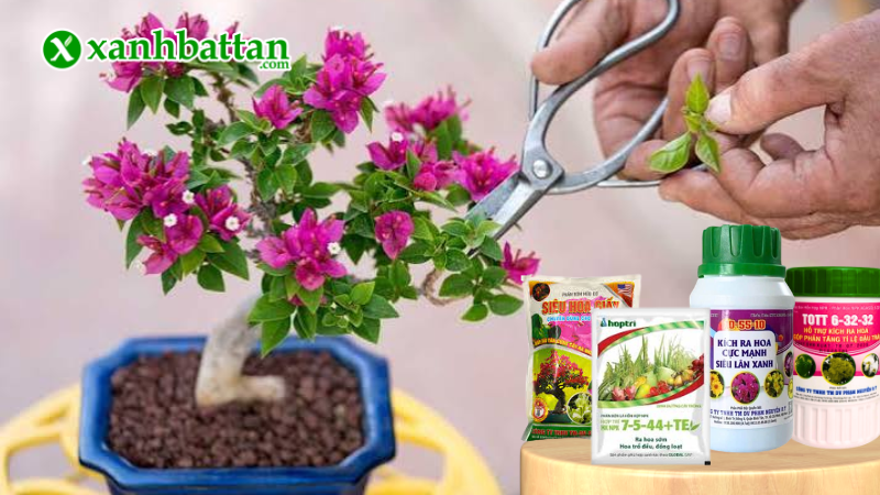 Bộ phân bón kích hoa cho hoa Giấy là gì?