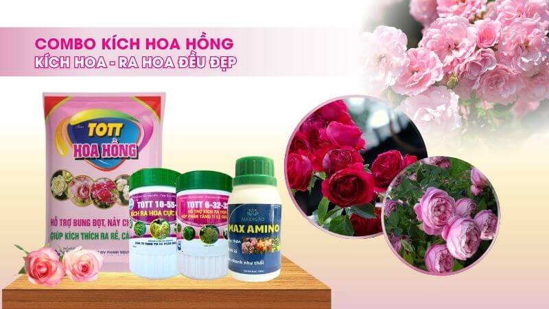 combo phân bón kích ra hoa hồng đều đẹp