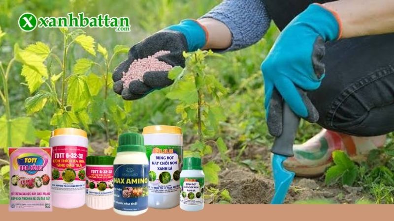 Bộ phân bón kích hoa cho hoa Hồng là gì?