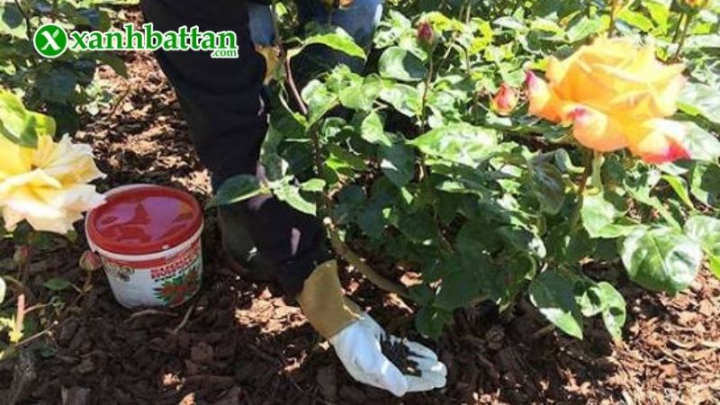 Hướng dẫn cách sử dụng, bảo quản phân bón kích hoa Hồng