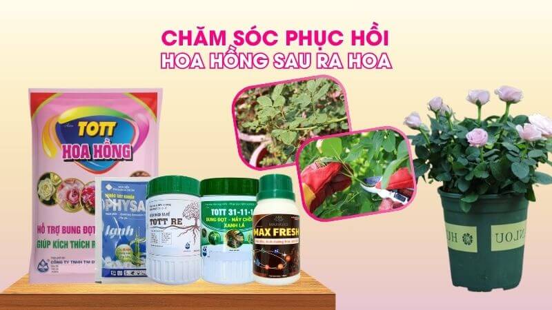 Bộ phân bón chăm sóc và phục hồi hoa hồng sau ra hoa hiệu quả