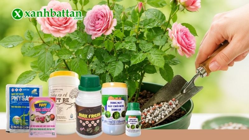 Bộ ba phân bón chăm sóc cây hoa hồng là gì?