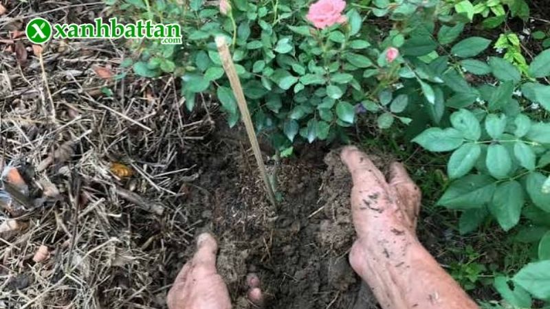 Hướng dẫn cách sử dụng, bảo quản phân bón chăm sóc hoa Hồng
