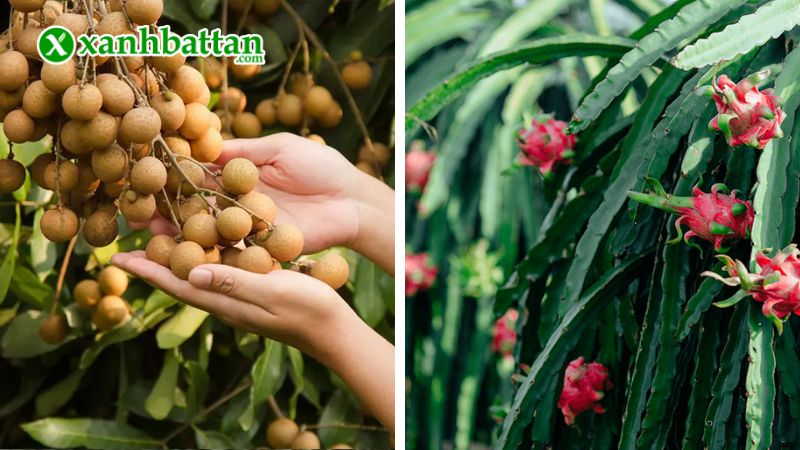 Công dụng của phân bón Canxi nitrat