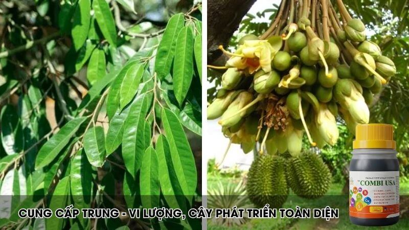 Combi USA giúp lá xanh dày, chống rụng hoa, tăng đậu quả