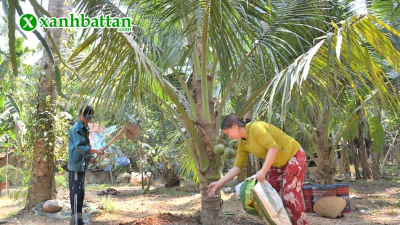 Hướng dẫn cách sử dụng, bảo quản phân bón Canxi bo