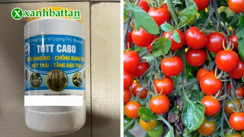 TOTT BO - Chống rụng nụ, nứt trái, tăng đậu trái là gì?