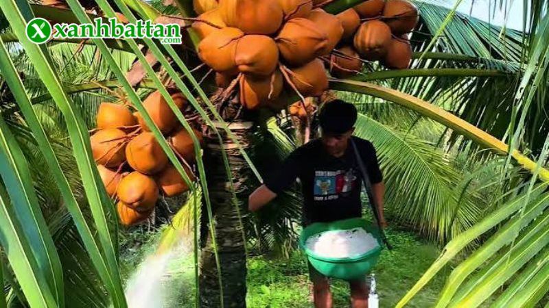 Hướng dẫn cách sử dụng, bảo quản phân bón vi lượng Canxi Bo chuyên dụng cho Dừa