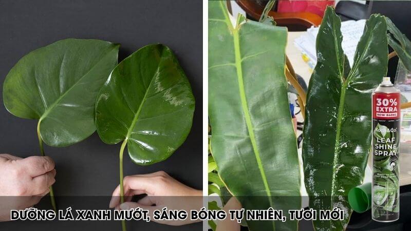 xịt bóng lá nhập khẩu úc koch&co