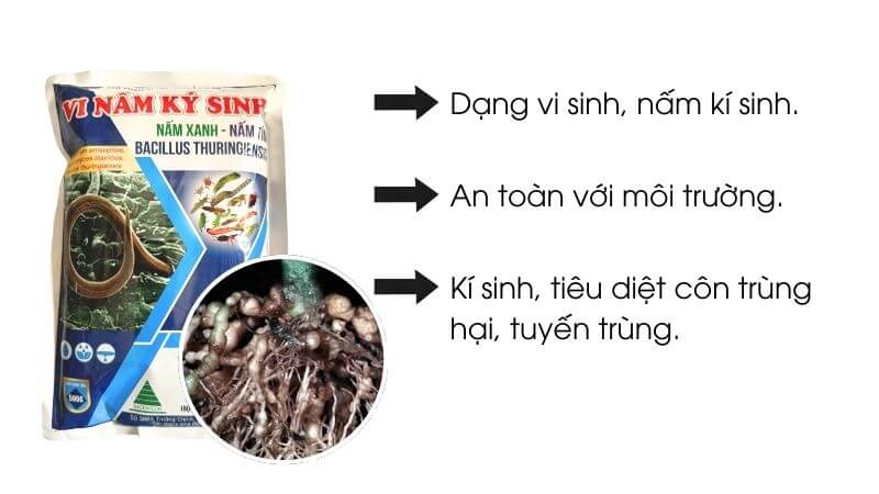 Chế phẩm vi sinh săn tuyến trùng