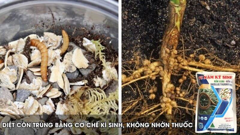 Diệt côn trùng hại và tuyến trùng không gây nhờn thuốc