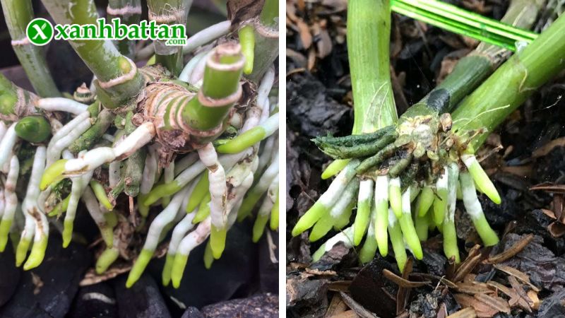 Hướng dẫn cách sử dụng, bảo quản Ami Green Và Super Root B1