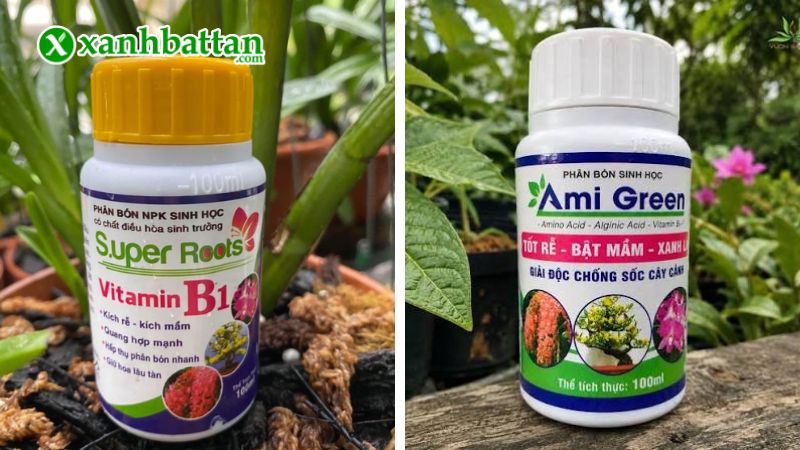 Combo Ami Green và Super Root B1 là gì?