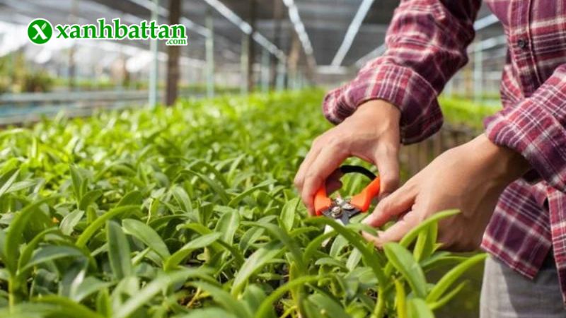 Hướng dẫn cách sử dụng, bảo quản combo phân bón Spray 1 - Spray 2 - Spray 3