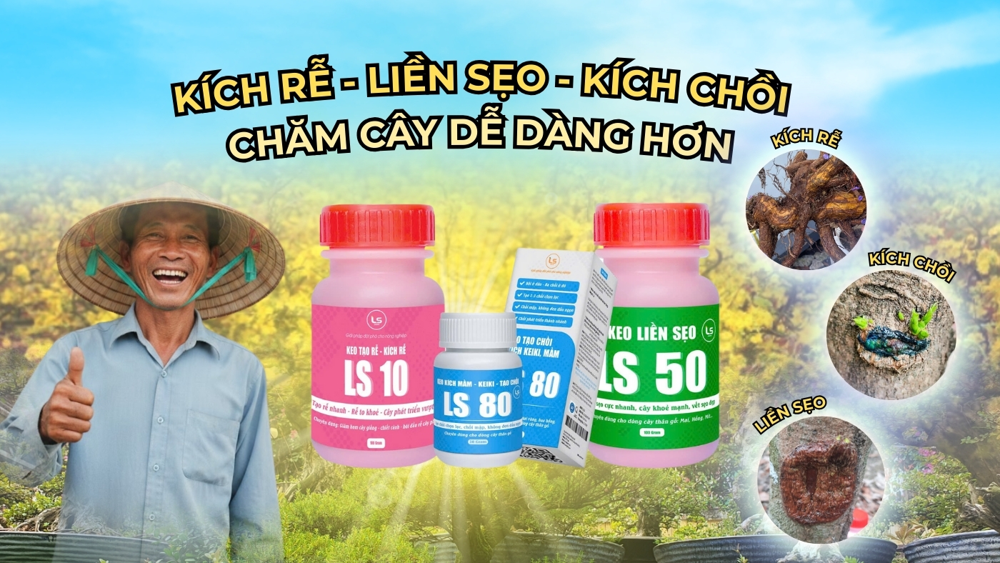 Combo kích rễ liền sẹo kích chồi cho cây kiểng
