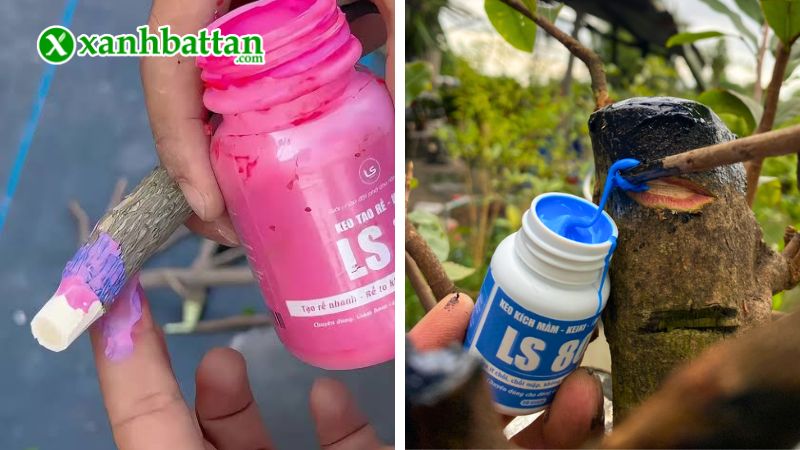 Hướng dẫn cách sử dụng, bảo quản Combo keo tạo rễ LS10 - Liền sẹo LS50 - Kích chồi LS80
