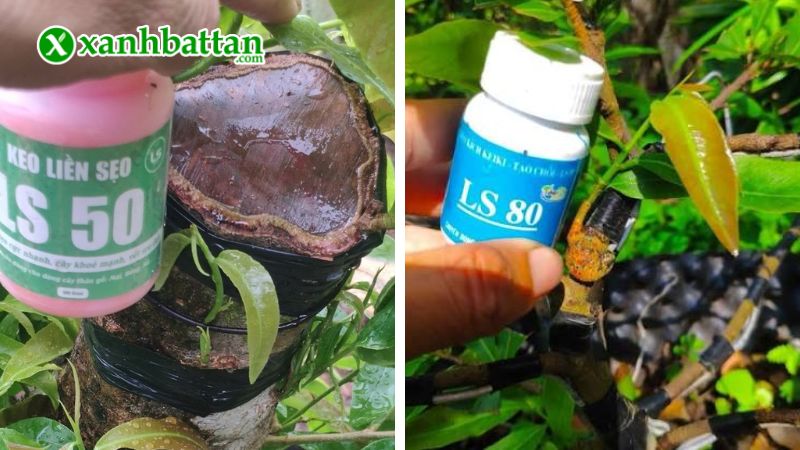 Hướng dẫn cách sử dụng, bảo quản Combo keo tạo rễ LS10 - Liền sẹo LS50 - Kích chồi LS80