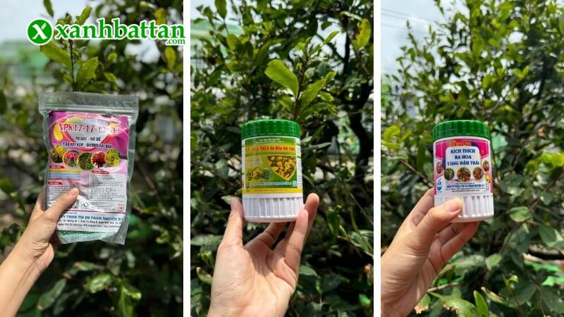 Hướng dẫn cách sử dụng, bảo quản Combo phân bón tạo nụ kim cho Mai vàng