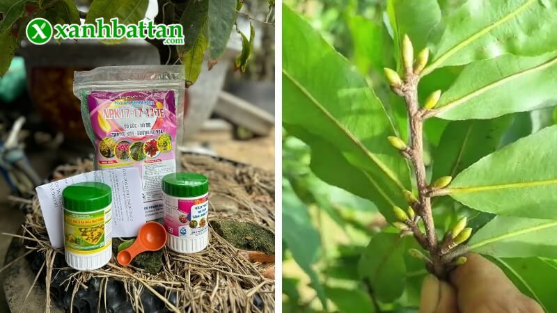 Combo phân bón tạo nụ kim cho Mai vàng là gì?