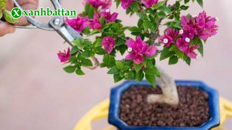 Hướng dẫn cách sử dụng, bảo quản combo phân bón kích hoa Giấy