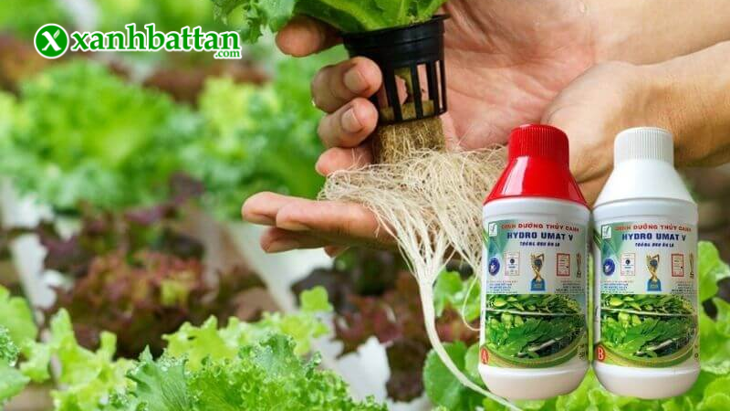 Hướng dẫn cách sử dụng, bảo quản dung dịch thuỷ canh rau ăn lá Hydro Umat V