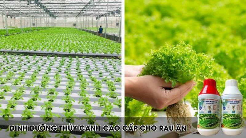 Dùng trong thủy canh, an toàn cho môi trường