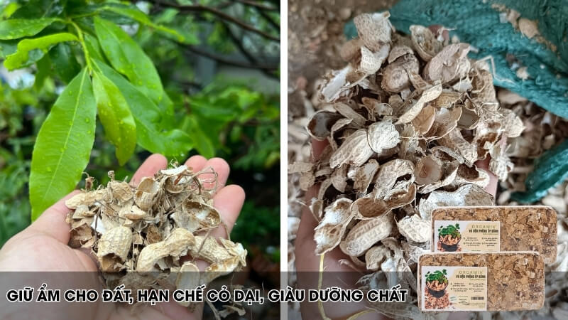 Vỏ đậu phộng giúp đất tơi xốp, rễ phát triển mạnh